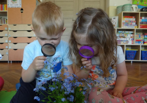 Przedszkolaki obserwują kwiaty